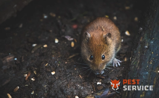 Дератизация в Брянске